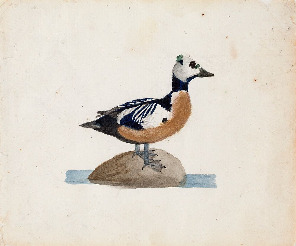 Steller's eider, 1830 - 1831, by Ferdinand von Wright