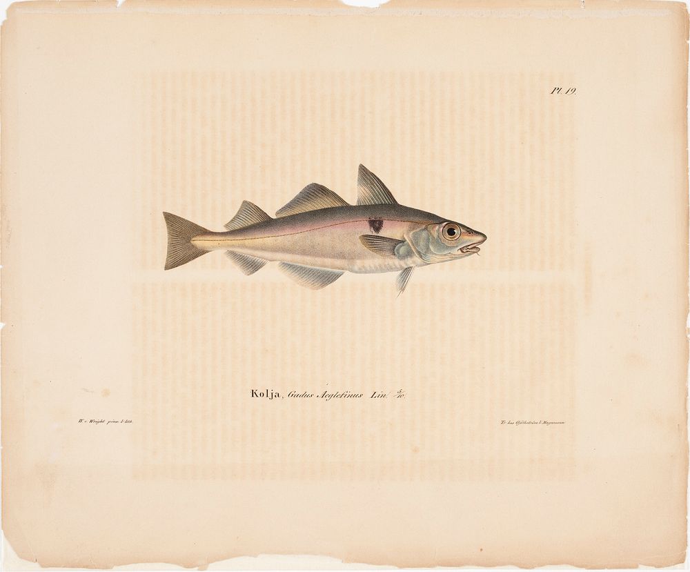 Haddock, 1836 - 1857, Wilhelm von Wright