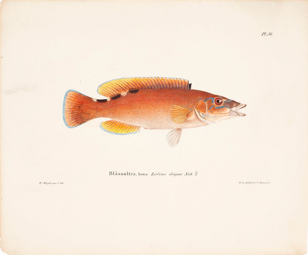 Cuckoo-wrasse, female, 1836 - 1857, Wilhelm von Wright