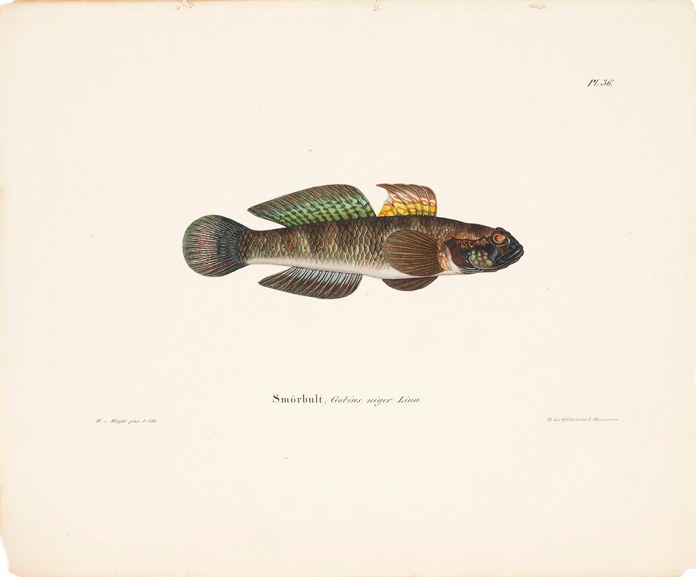 Black goby, 1836 - 1857, Wilhelm von Wright