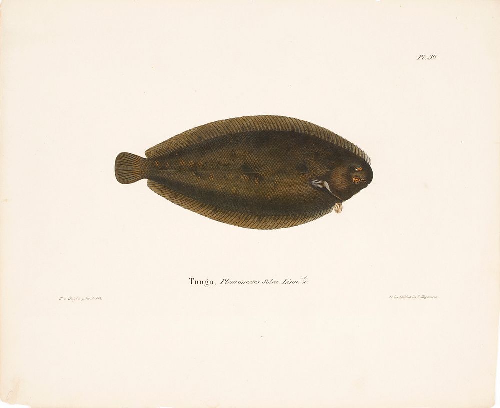 Common sole, 1836 - 1857, Wilhelm von Wright