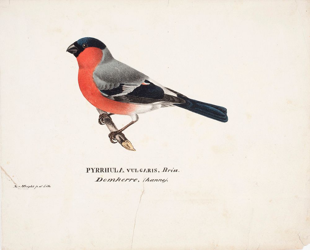 Male bullfinch, 1829, Magnus von Wright