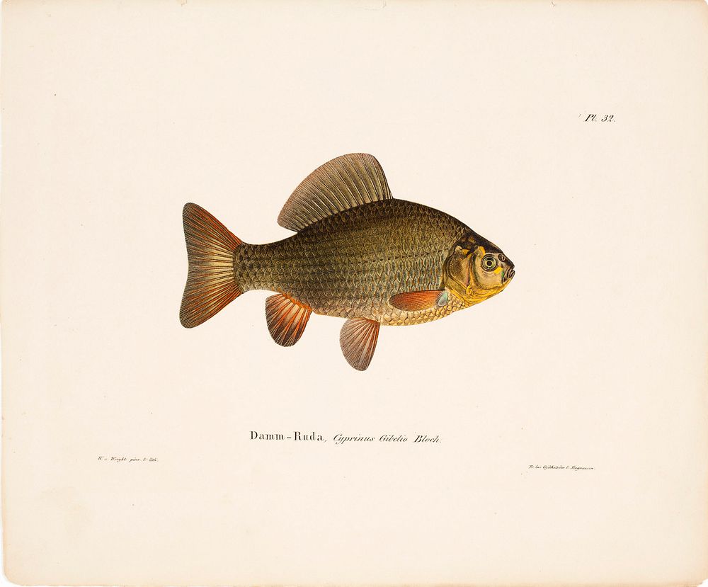 Pond crucian carp, 1836 - 1857, Wilhelm von Wright
