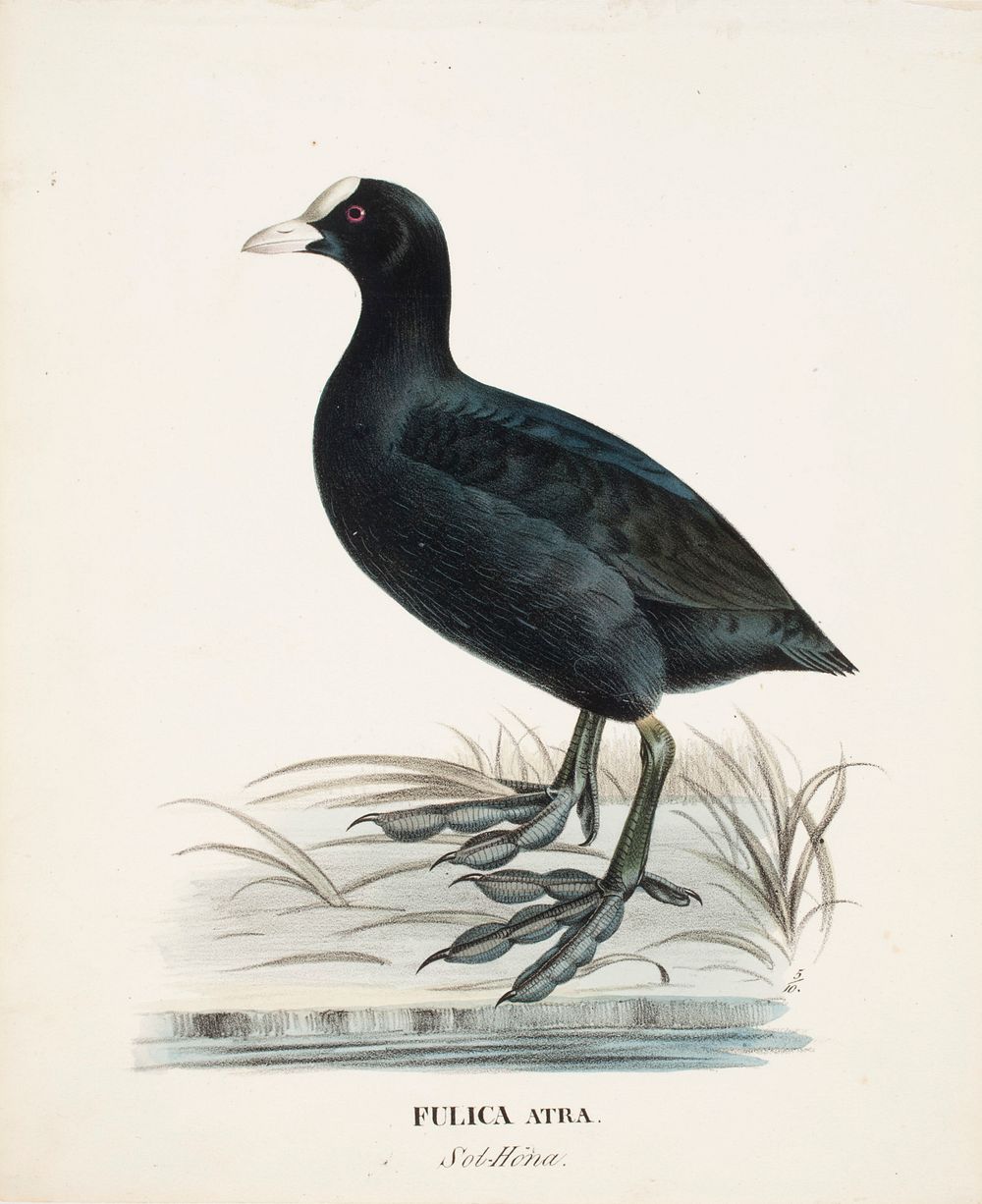 Eurasian coot, 1828 - 1838, Wilhelm von Wright