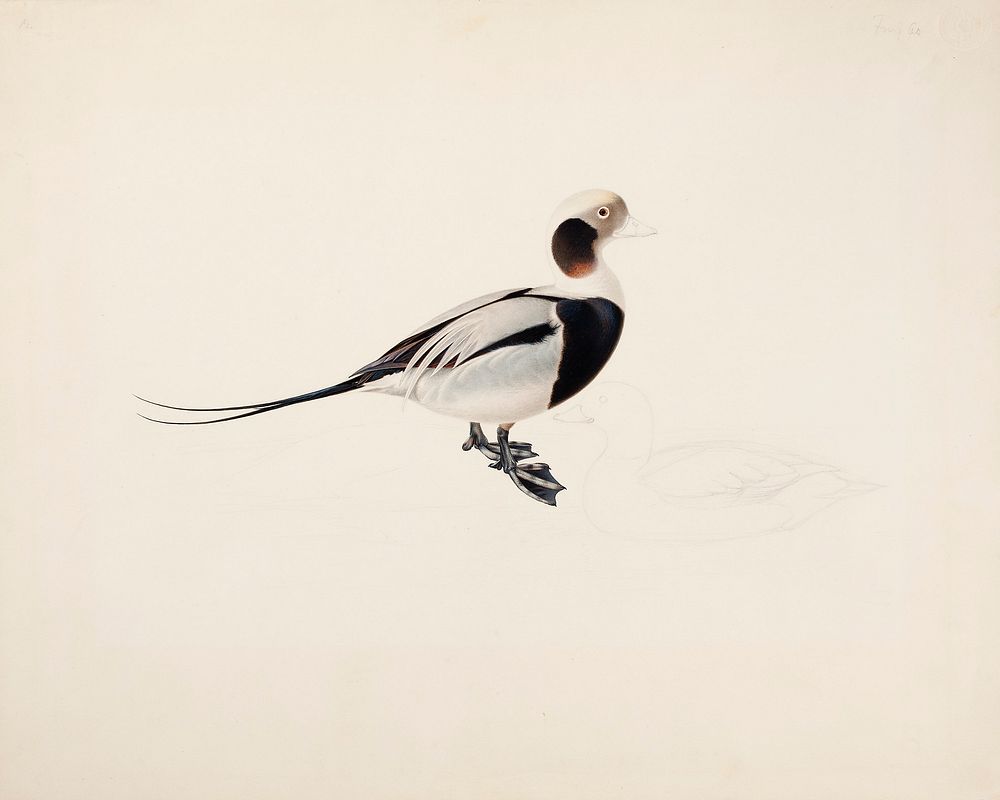 Long-tailed duck, 1836, Magnus von Wright
