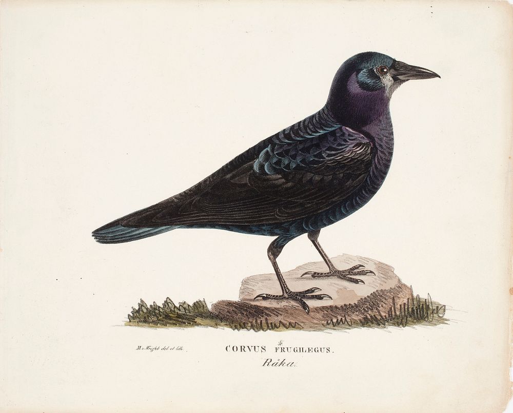 Rook, 1828 - 1838, Magnus von Wright
