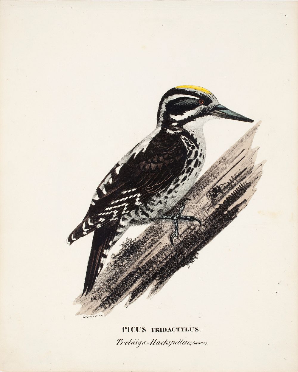 Three-toed woodpecker, male, 1828 - 1838, Wilhelm von Wright