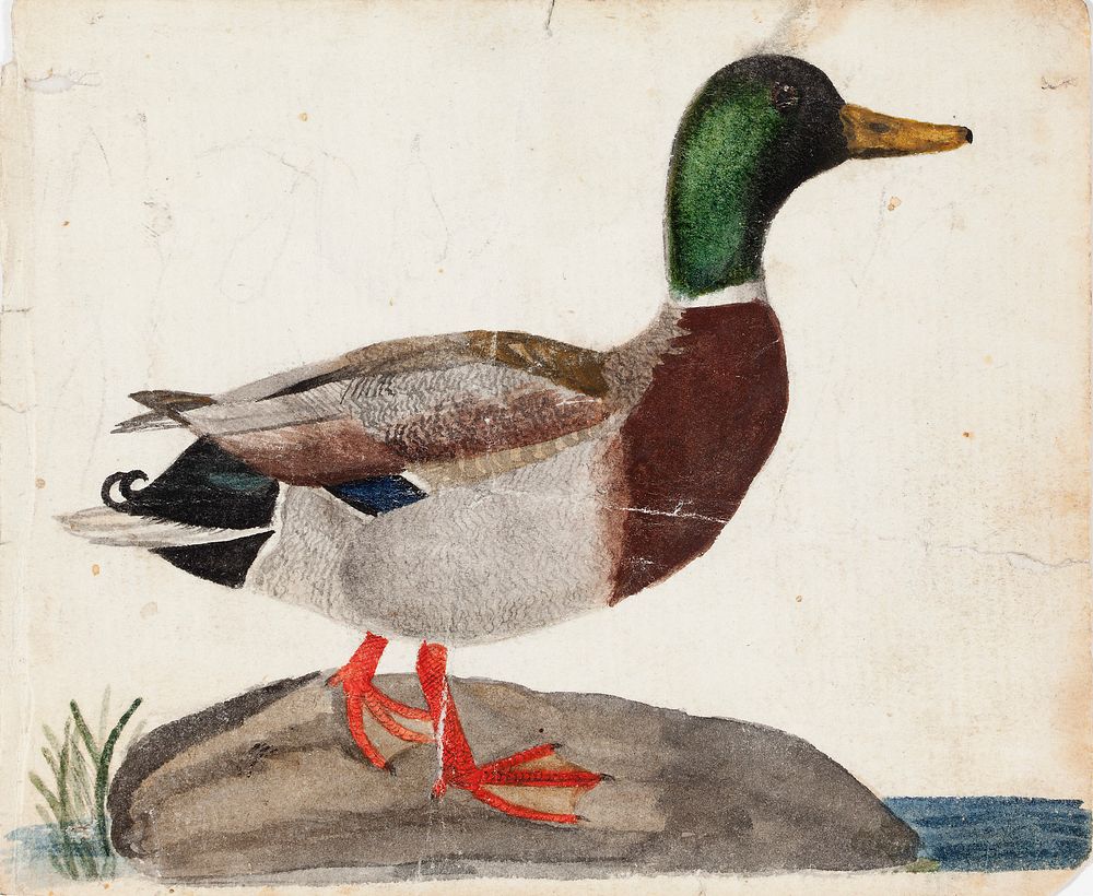 Male mallard, 1830, by Ferdinand von Wright