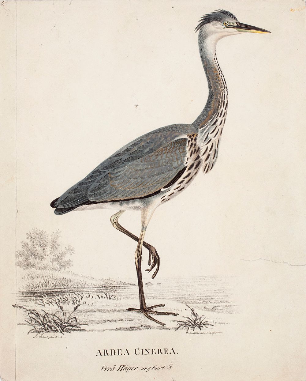 Young grey heron, 1828 - 1838, Wilhelm von Wright