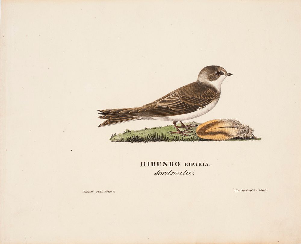 Sand martin, 1828, Magnus von Wright