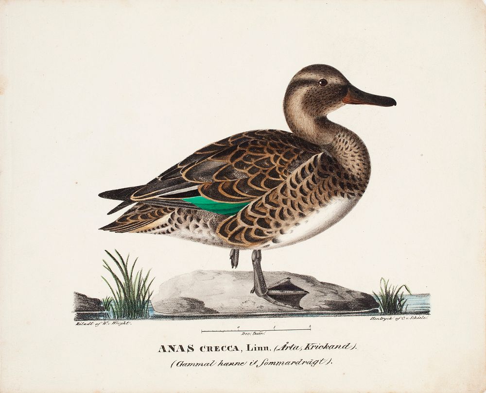 Old teal in summer plumage, male, 1828, Wilhelm von Wright