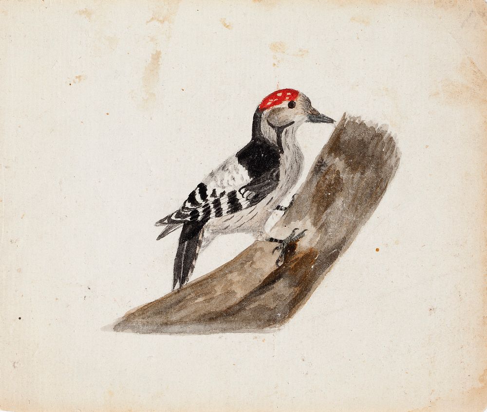 Lesser spotted woodpecker, male, 1830, by Ferdinand von Wright
