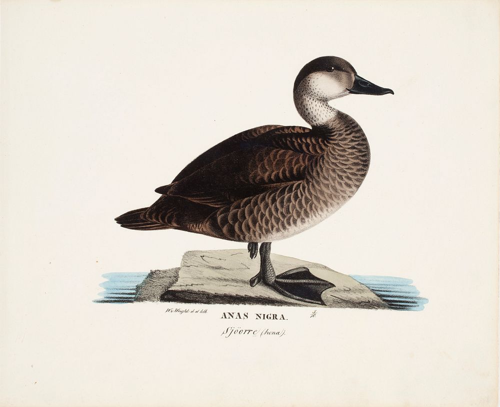 Black scoter, female, 1828 - 1838, Wilhelm von Wright