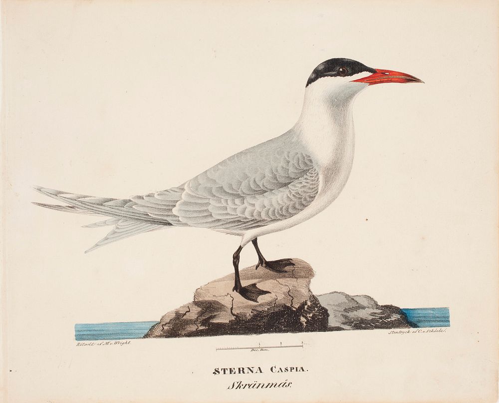 Caspian tern, 1828, Magnus Von Wright