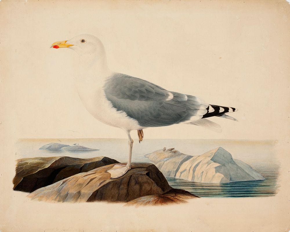 European herring gull, 1839, by Ferdinand von Wright
