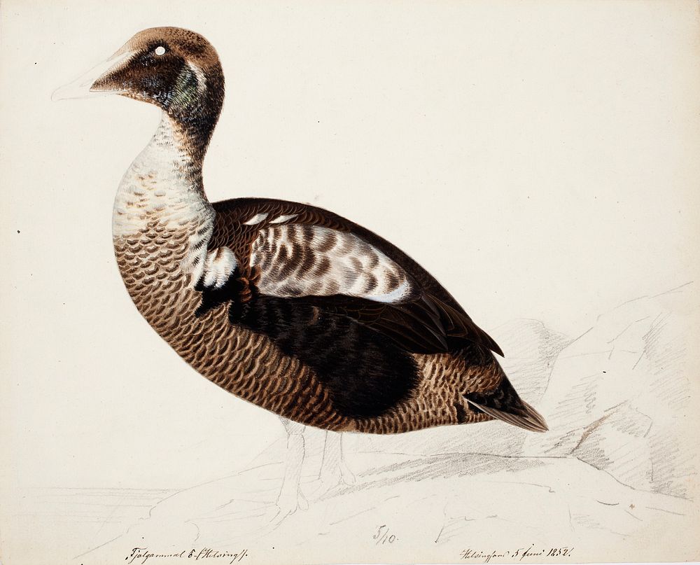 Common eider ; unfinished, 1852, Magnus Von Wright