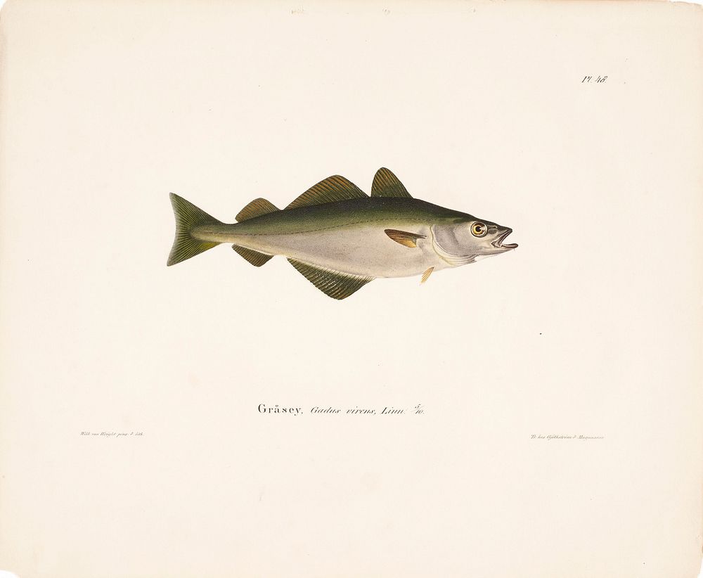 Coalfish, 1836 - 1857, Wilhelm von Wright