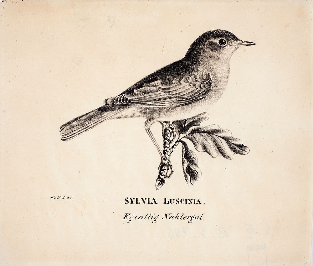 Thrush nightingale, 1831, Wilhelm von Wright