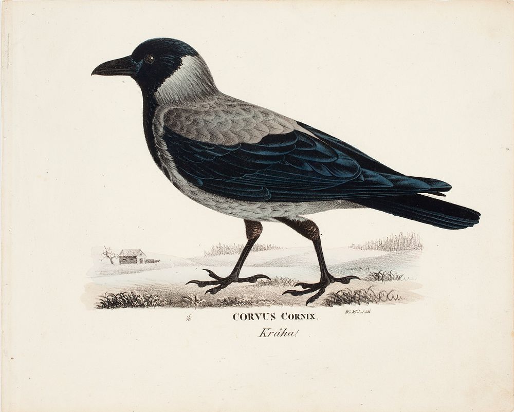 Hooded crow, 1828 - 1838, Wilhelm von Wright