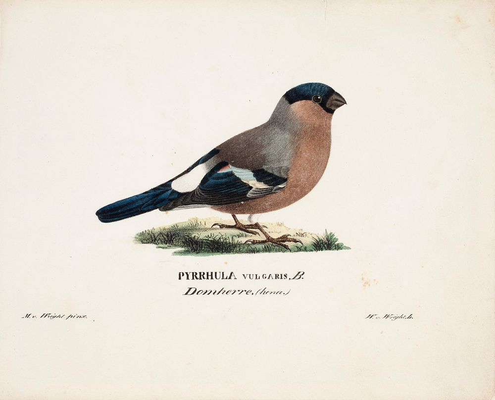 Female bullfinch, 1828 - 1838, Magnus Von Wright