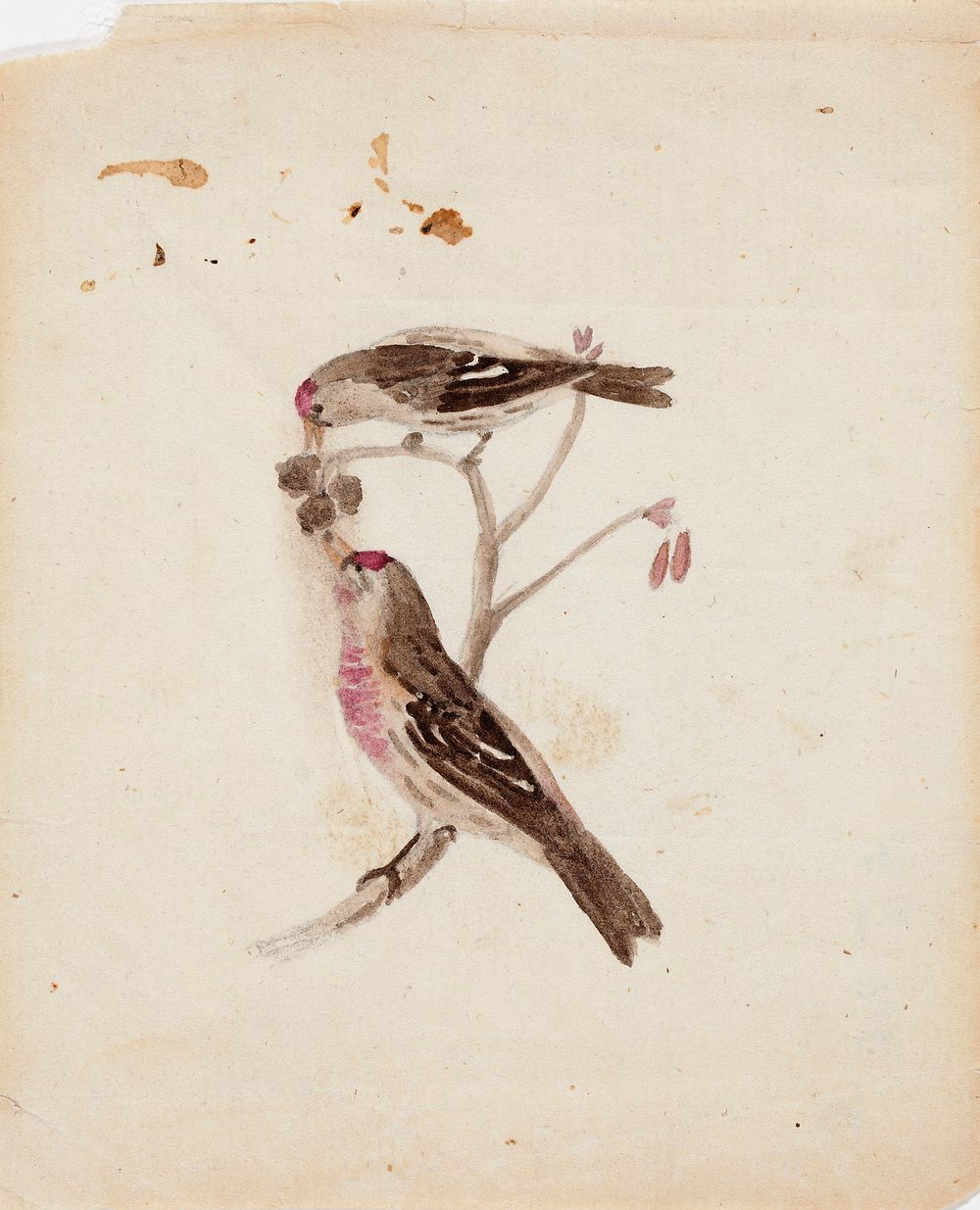 Two redpolls, 1830, by Ferdinand von Wright