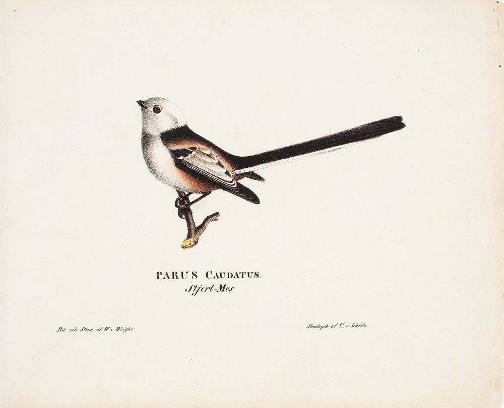 Long-tailed tit, 1828, Wilhelm von Wright