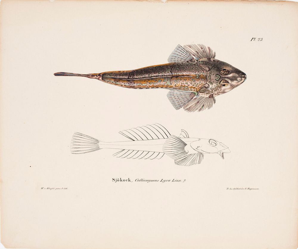 Dragonet, female, 1836 - 1857, Wilhelm von Wright