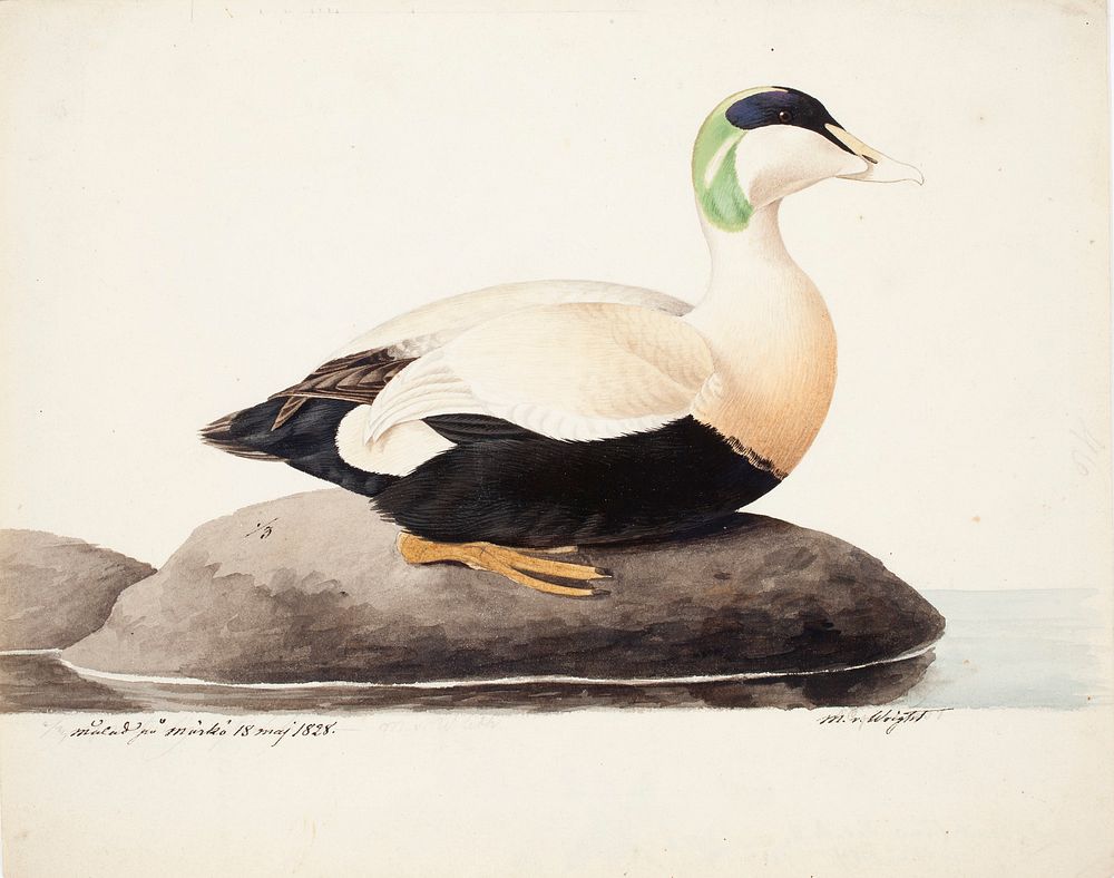 Common eider, male, 1828, Magnus Von Wright