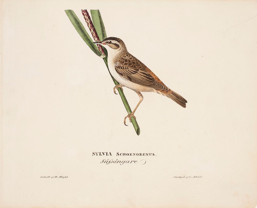 Sedge warbler, 1828, Magnus Von Wright