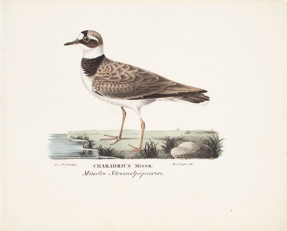 Little ringed plover, 1829, Magnus Von Wright