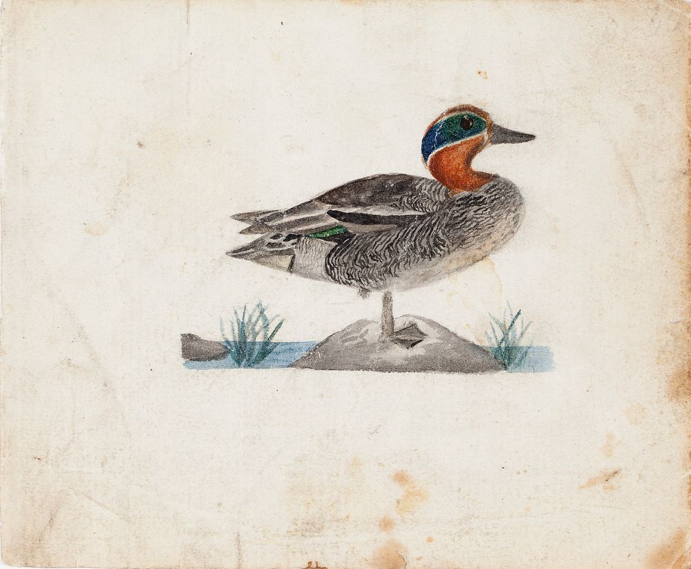 Eurasian teal, 1830 - 1831, by Ferdinand von Wright