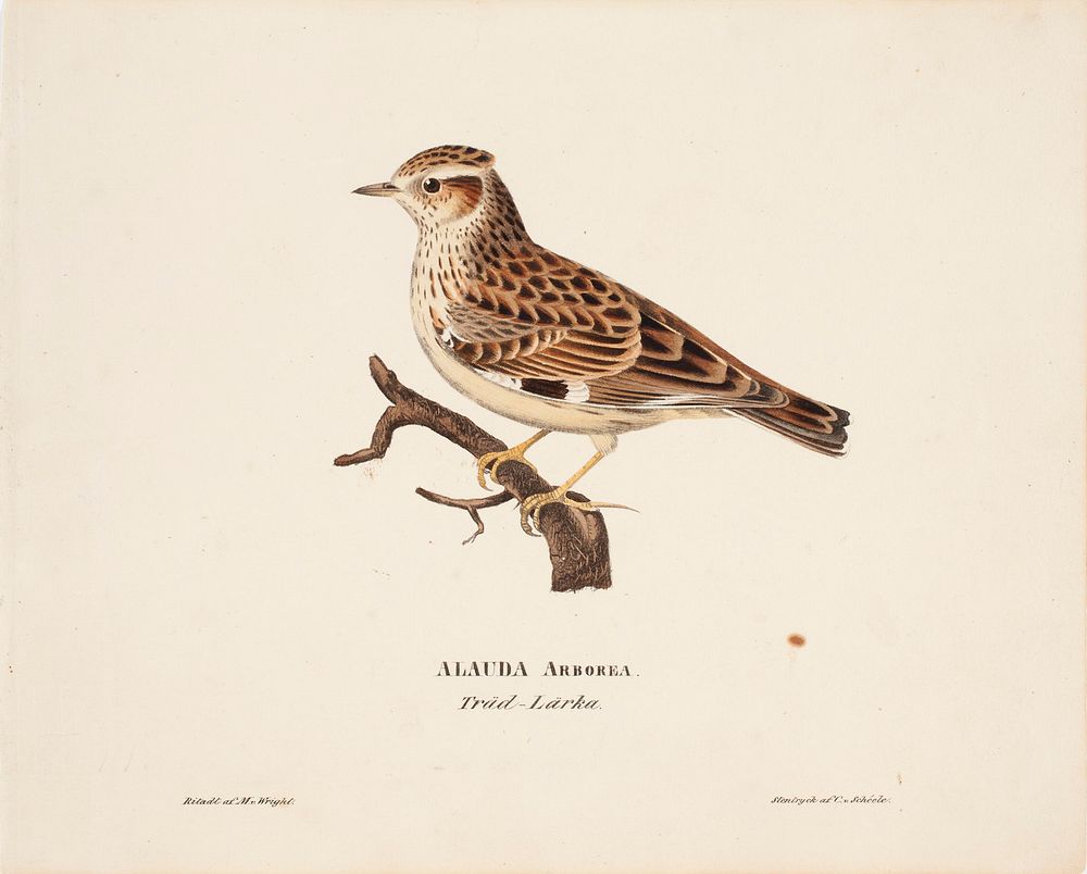 Woodlark, 1828, Magnus Von Wright
