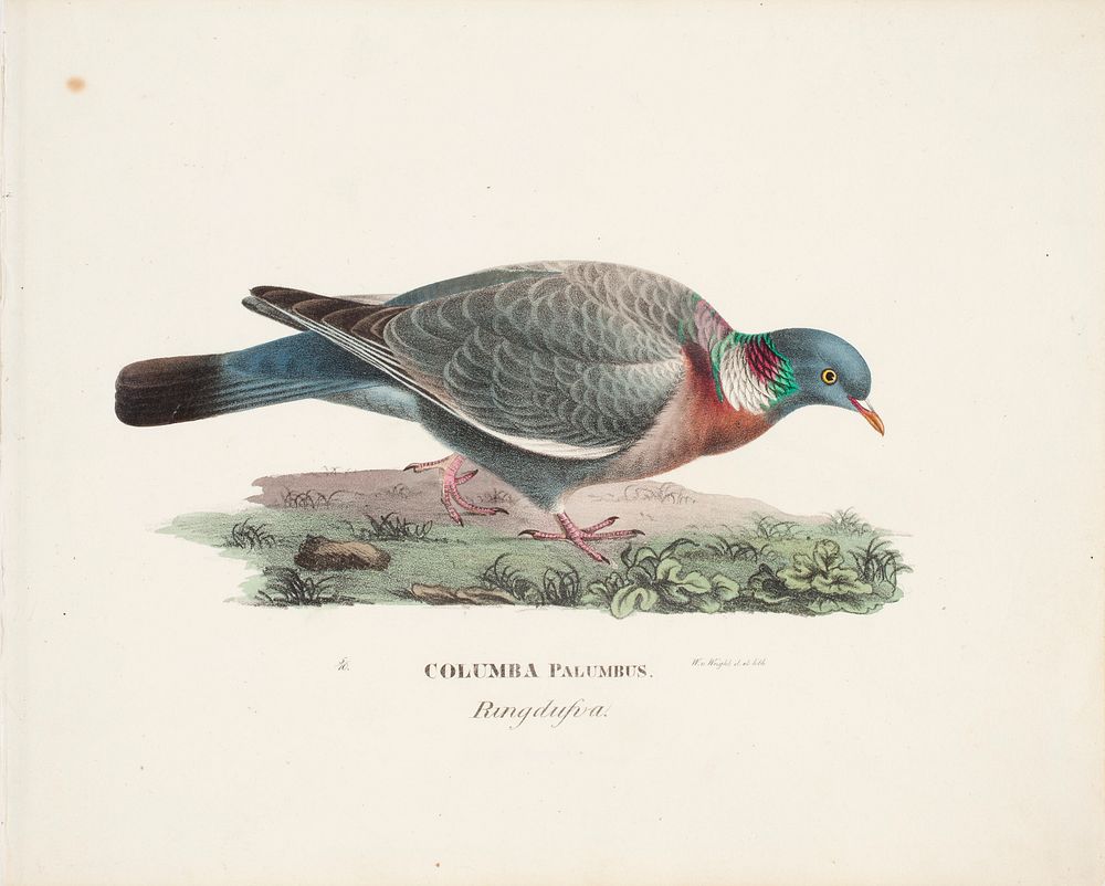 Common wood pigeon, 1828 - 1838, Wilhelm von Wright