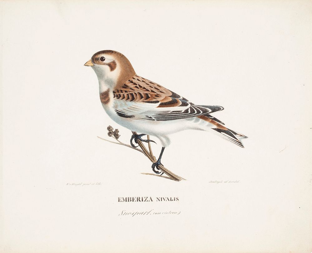 Snow bunting in winter, 1828 - 1838, Wilhelm von Wright