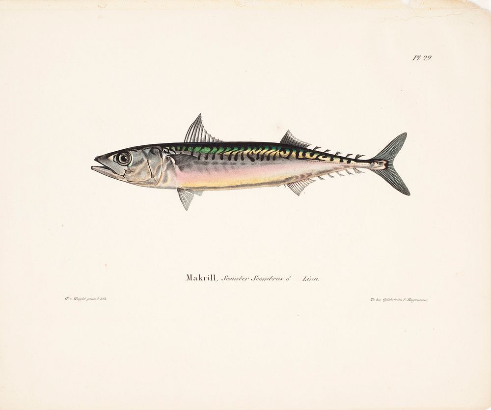 Mackerel, male, 1836 - 1857, Wilhelm von Wright