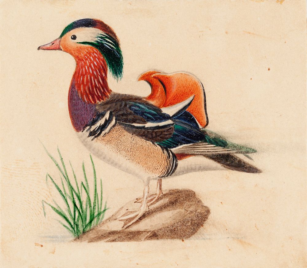 Mandarin duck, male, by Ferdinand von Wright