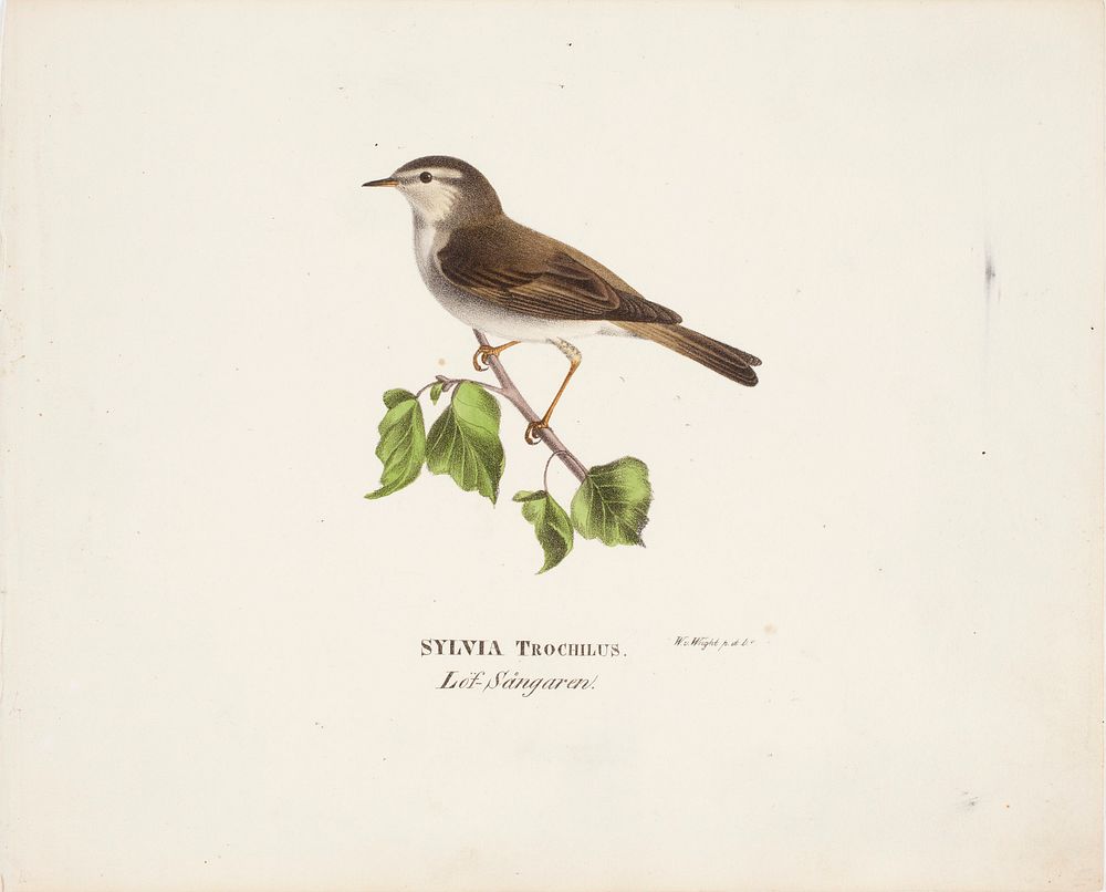 Willow warbler, 1829, Wilhelm von Wright