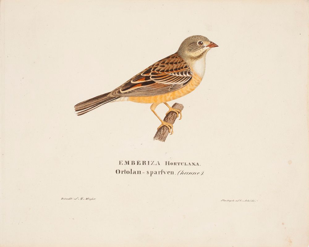 Male ortolan, 1828, Magnus Von Wright