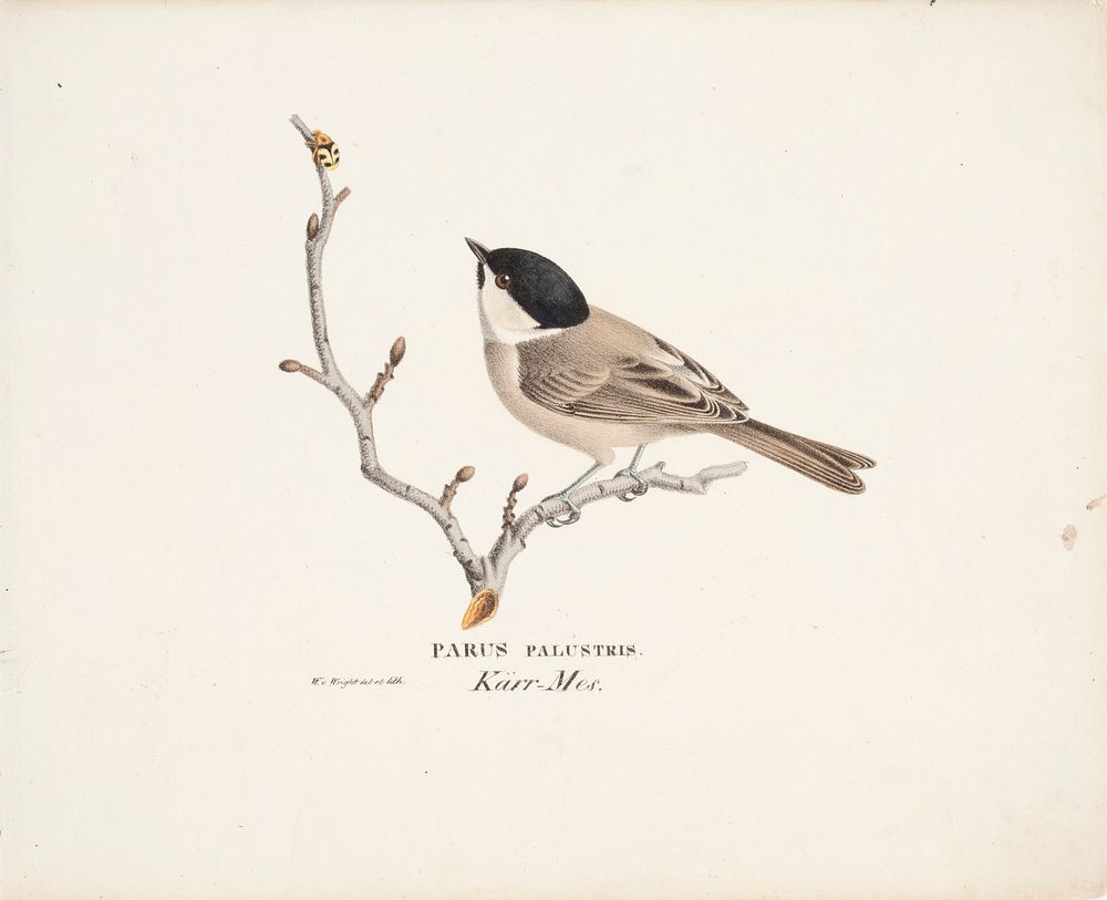 Marsh tit, 1829, Wilhelm von Wright