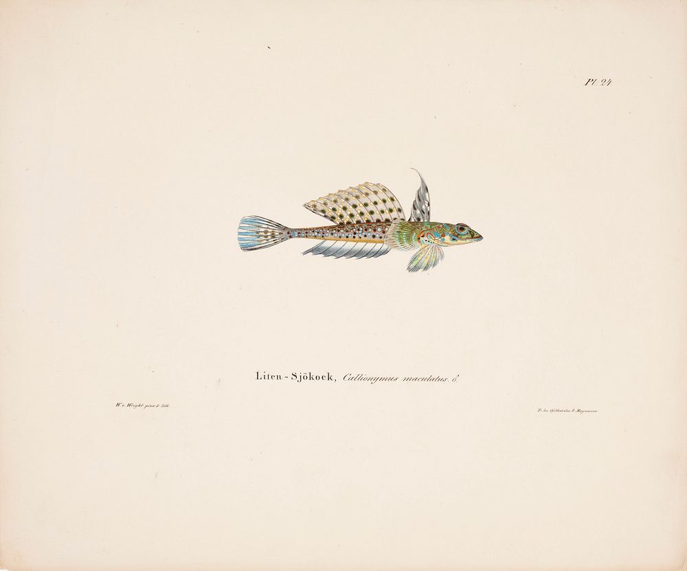 Spotted dragonet, male, 1836 - 1857, Wilhelm von Wright