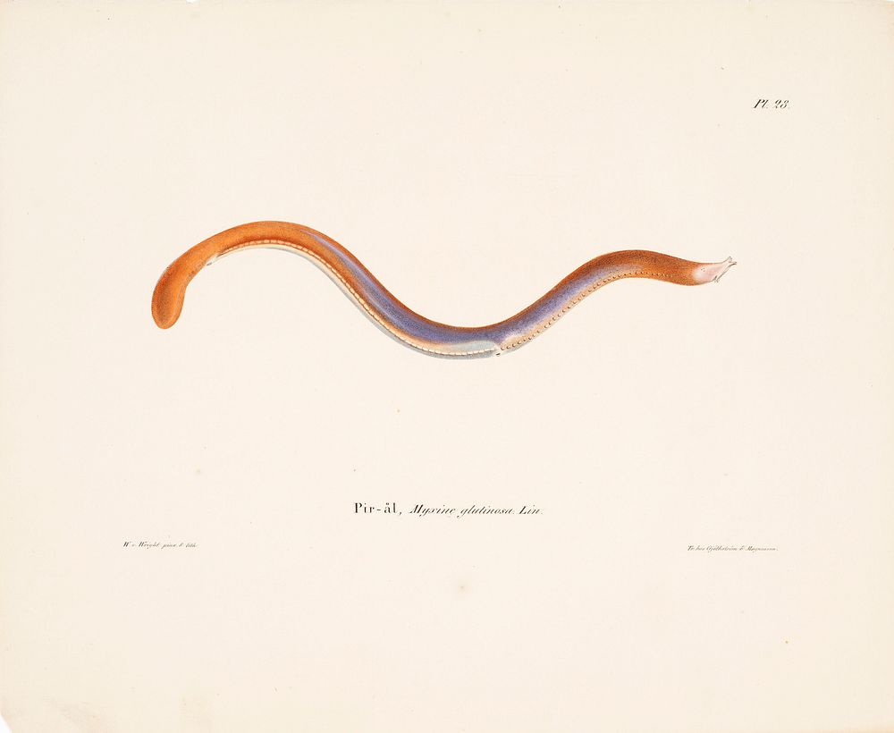 Hagfish, 1836 - 1857, Wilhelm von Wright