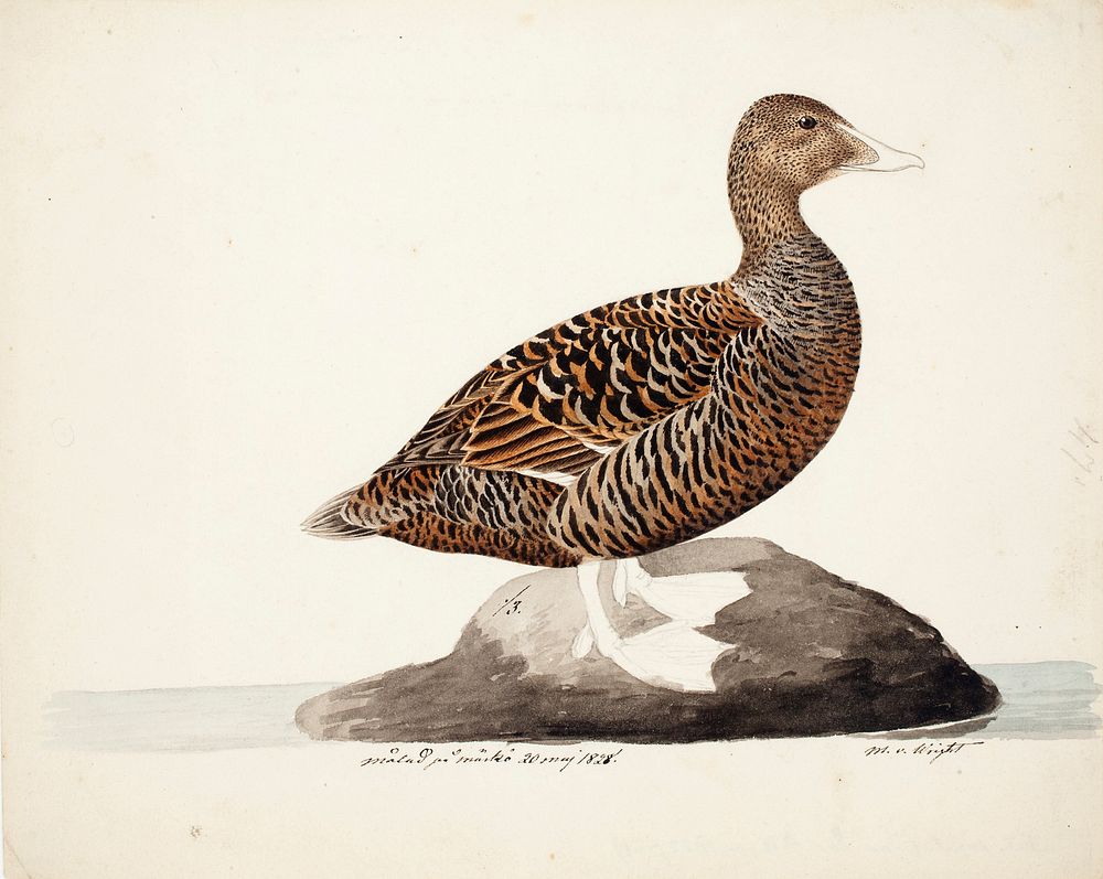Common eider ; unfnished, 1828, Magnus Von Wright