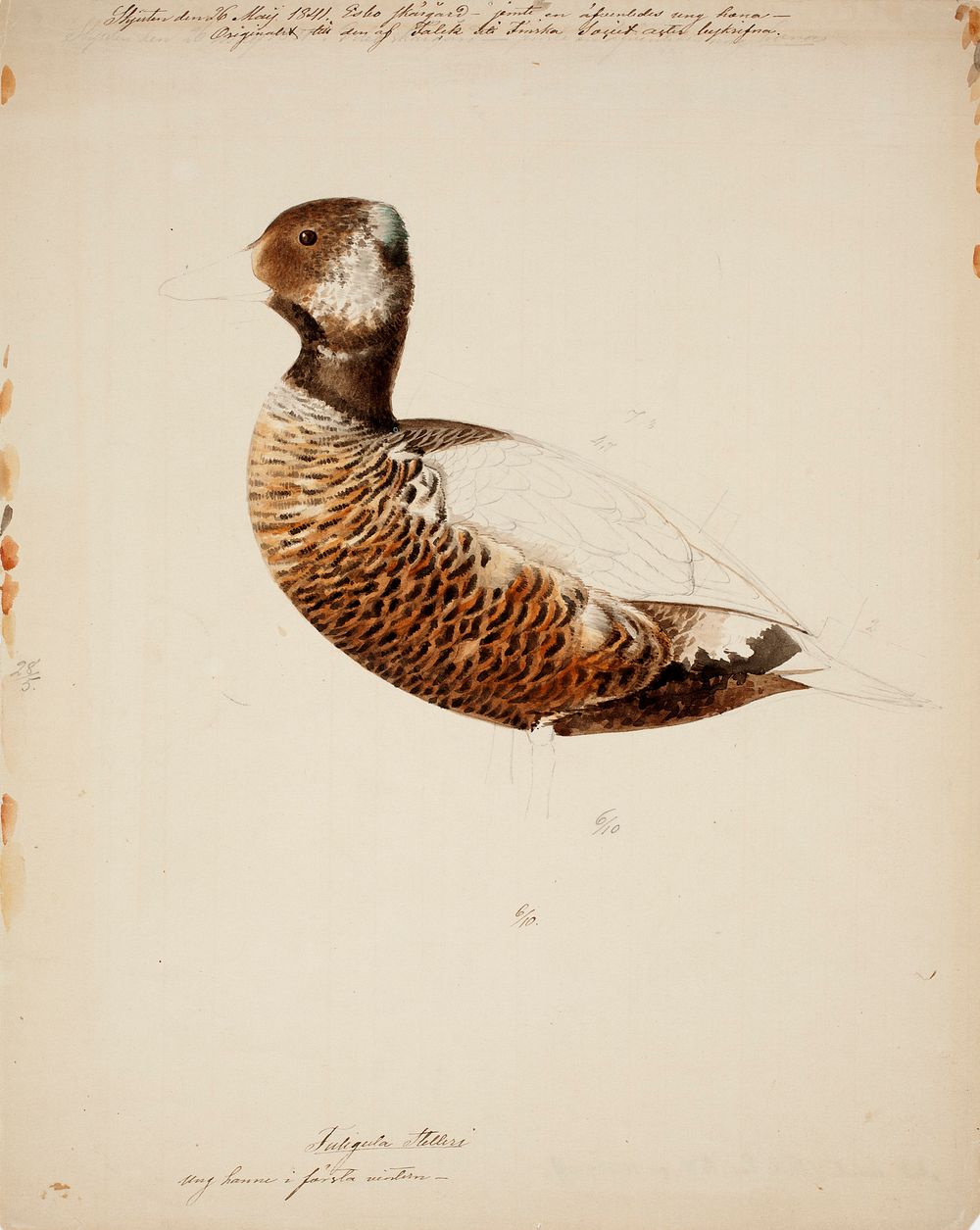 Steller's eider, young male ; unfinished, 1841, Magnus Von Wright