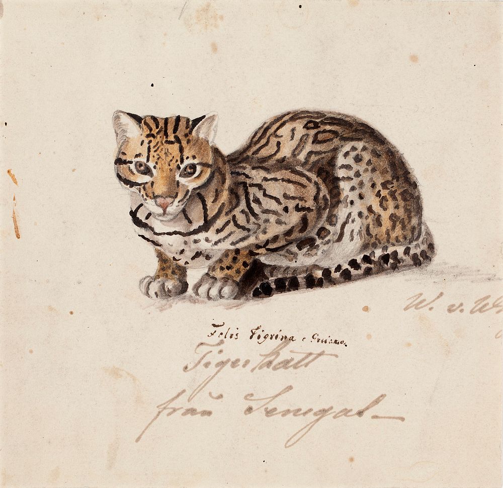 Northern tiger cat, 1829, Wilhelm von Wright