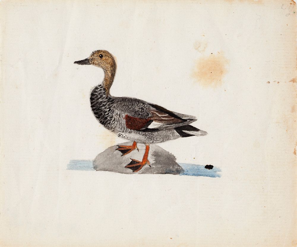 Gadwall, 1830 - 1831, by Ferdinand von Wright