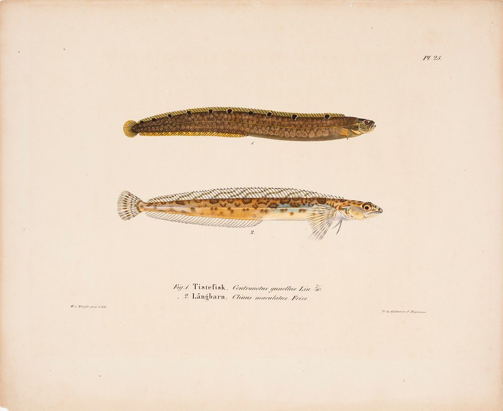 Butterfish ; daubed blenny, 1836 - 1857, Wilhelm von Wright