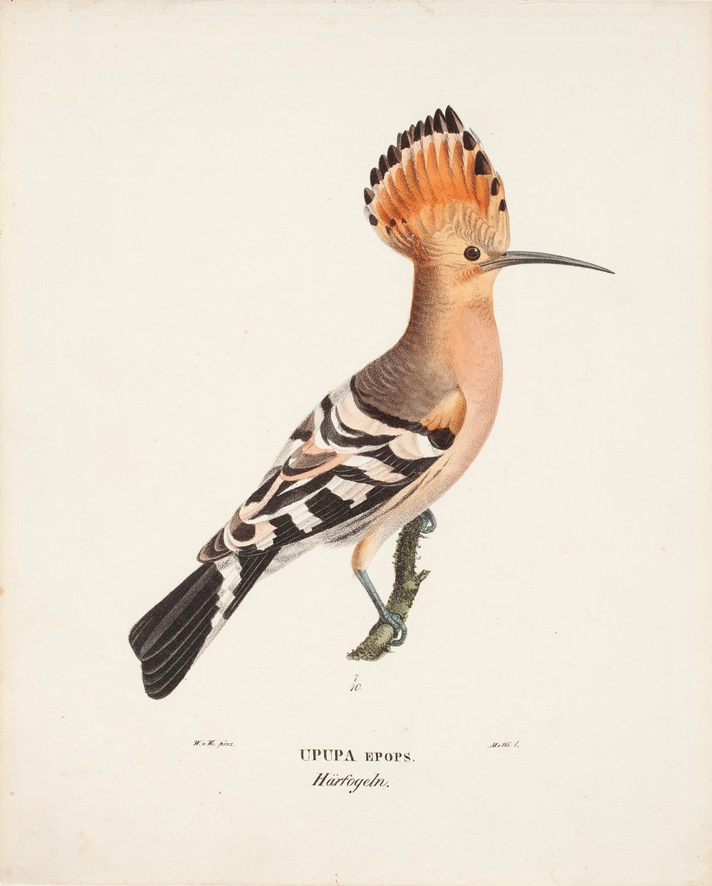 Hoopoe, 1829, Magnus Von Wright