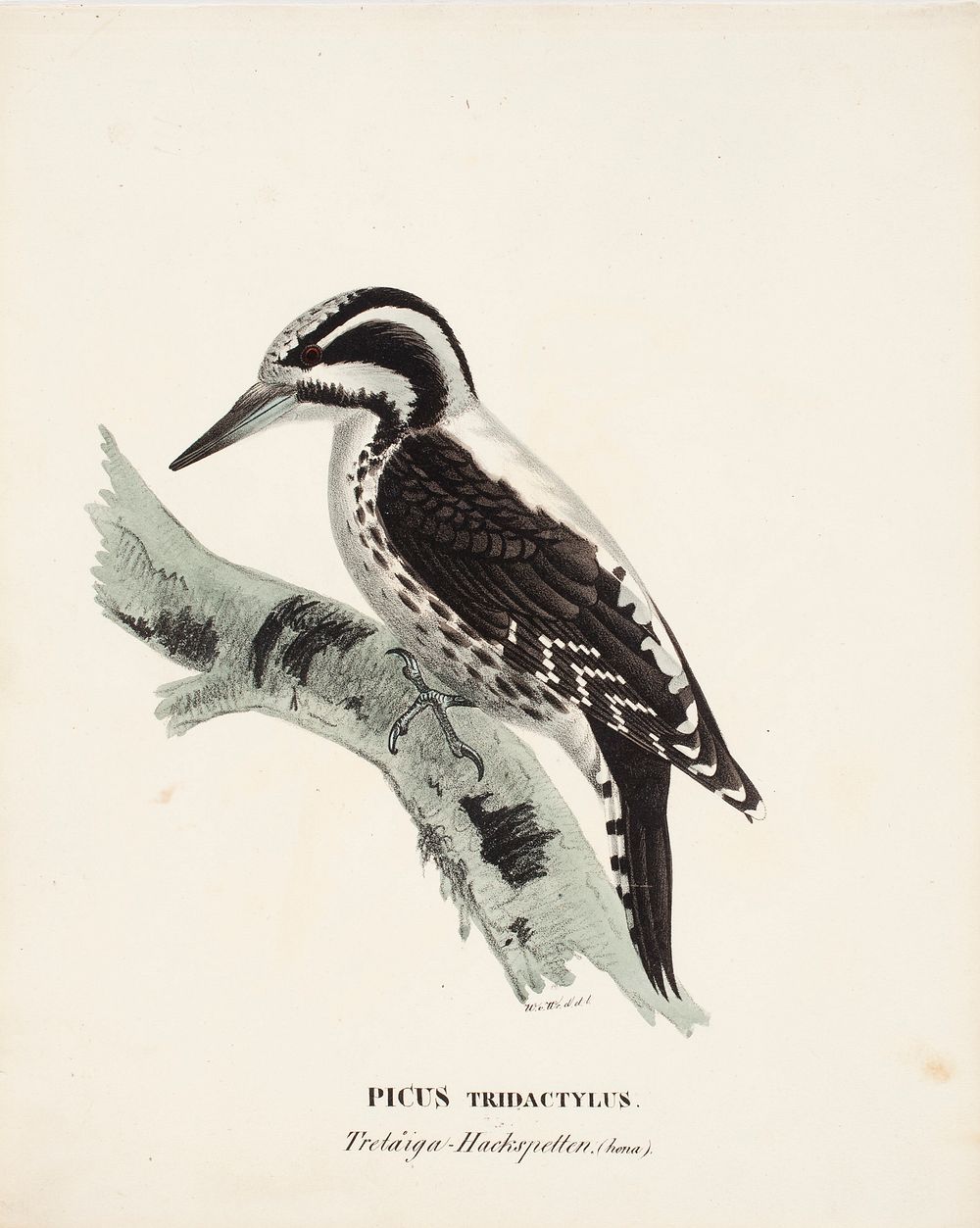 Three-toed woodpecker, female, 1828 - 1838, Wilhelm von Wright