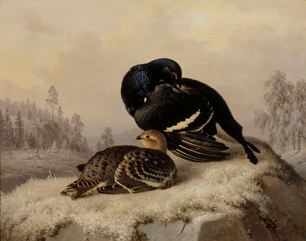 Black grouse, cock and hen, 1869, by Ferdinand von Wright