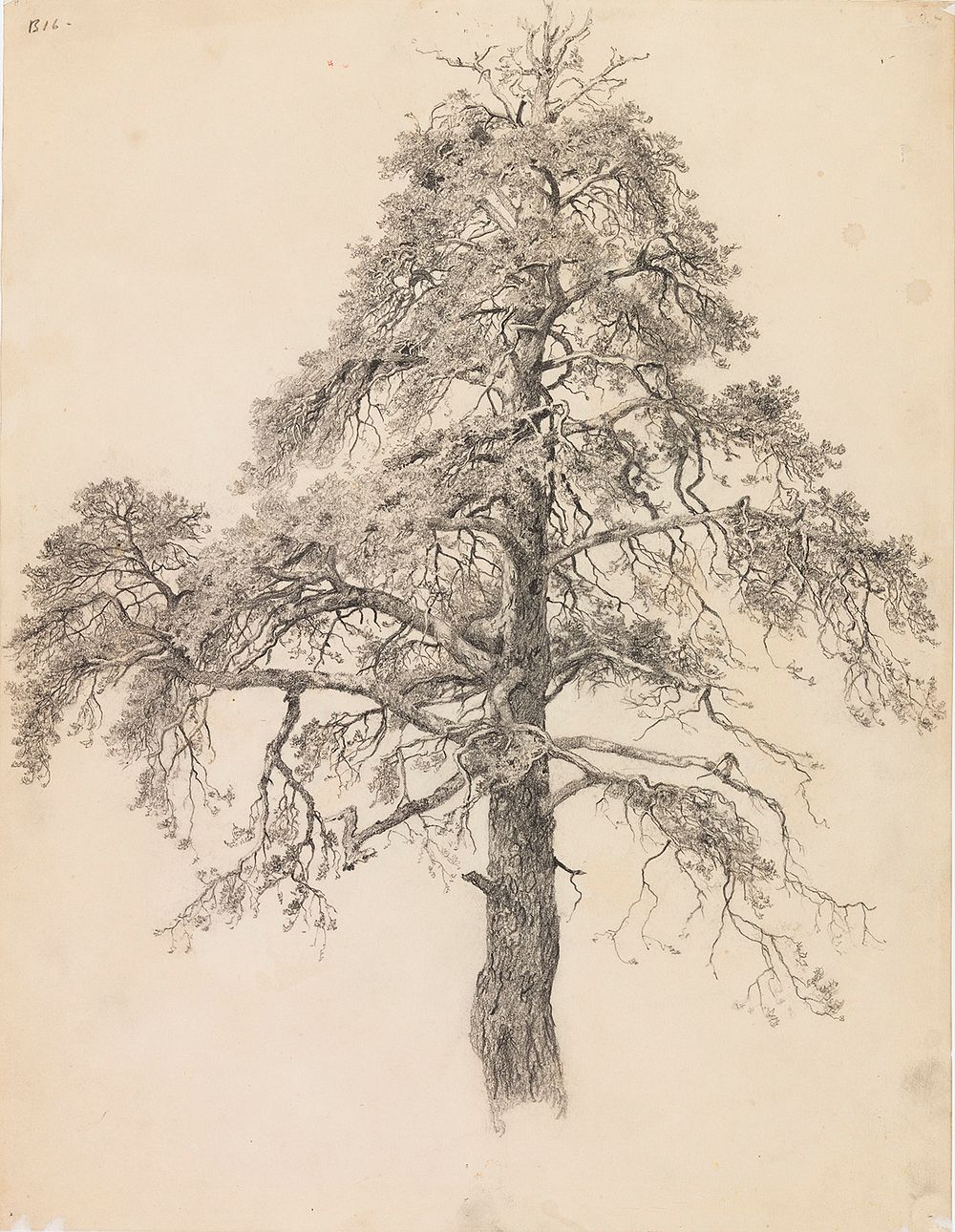 Pine top, Eero Järnefelt